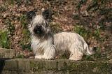 SKYE TERRIER 085